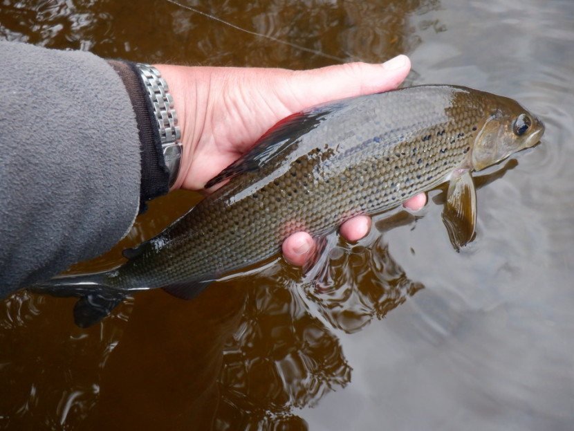 Upper Wye grayling - Dave Collins